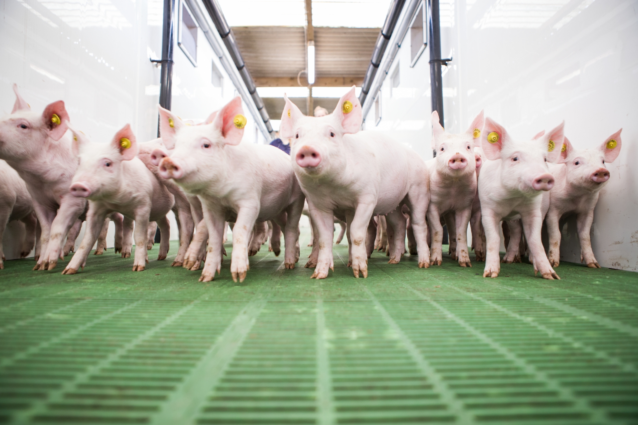 以數據為本的食安管理：英國豬肉全程數位化追溯系統，為台灣市場把關