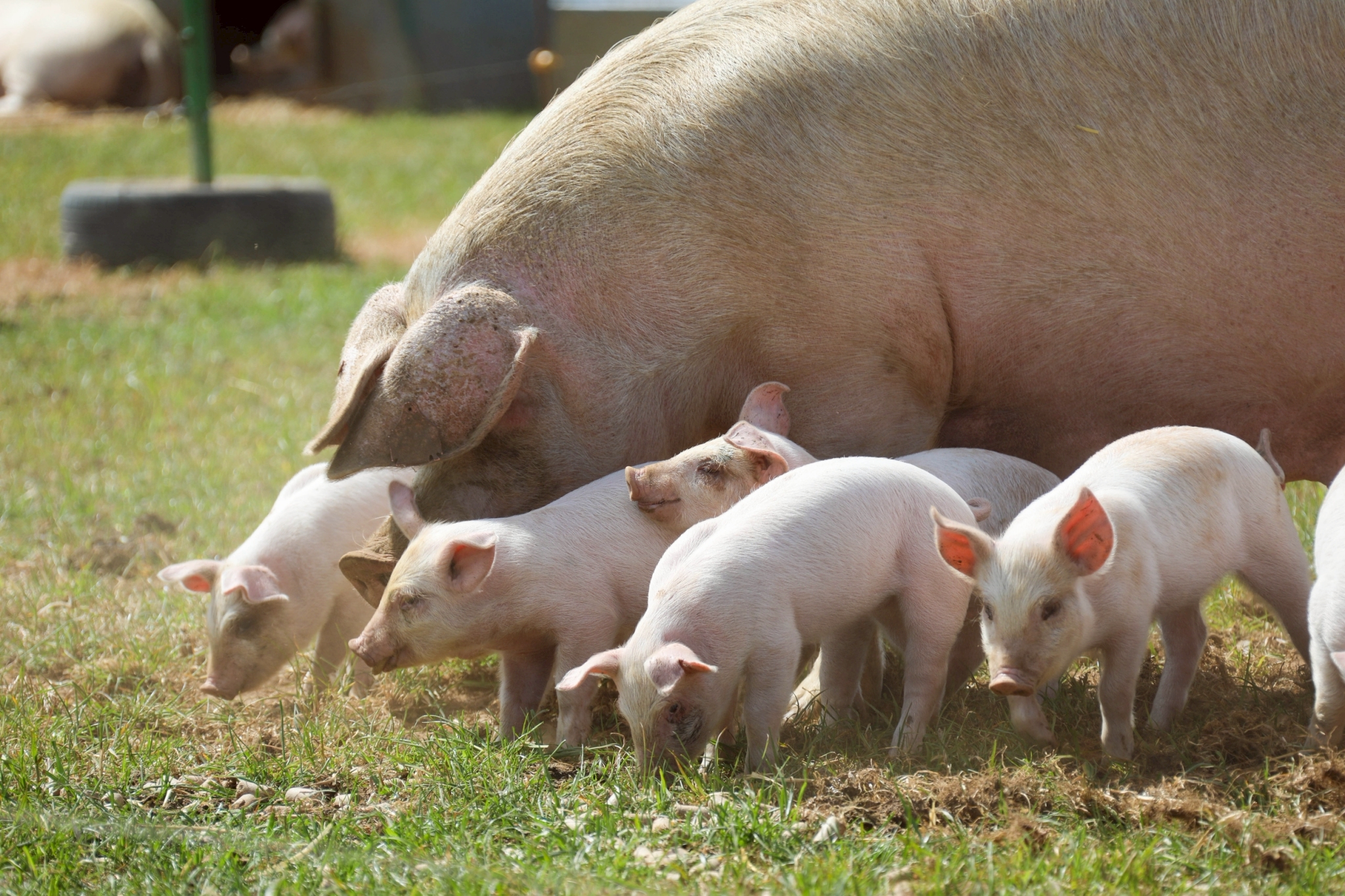 以數據為本的食安管理：英國豬肉全程數位化追溯系統，為台灣市場把關