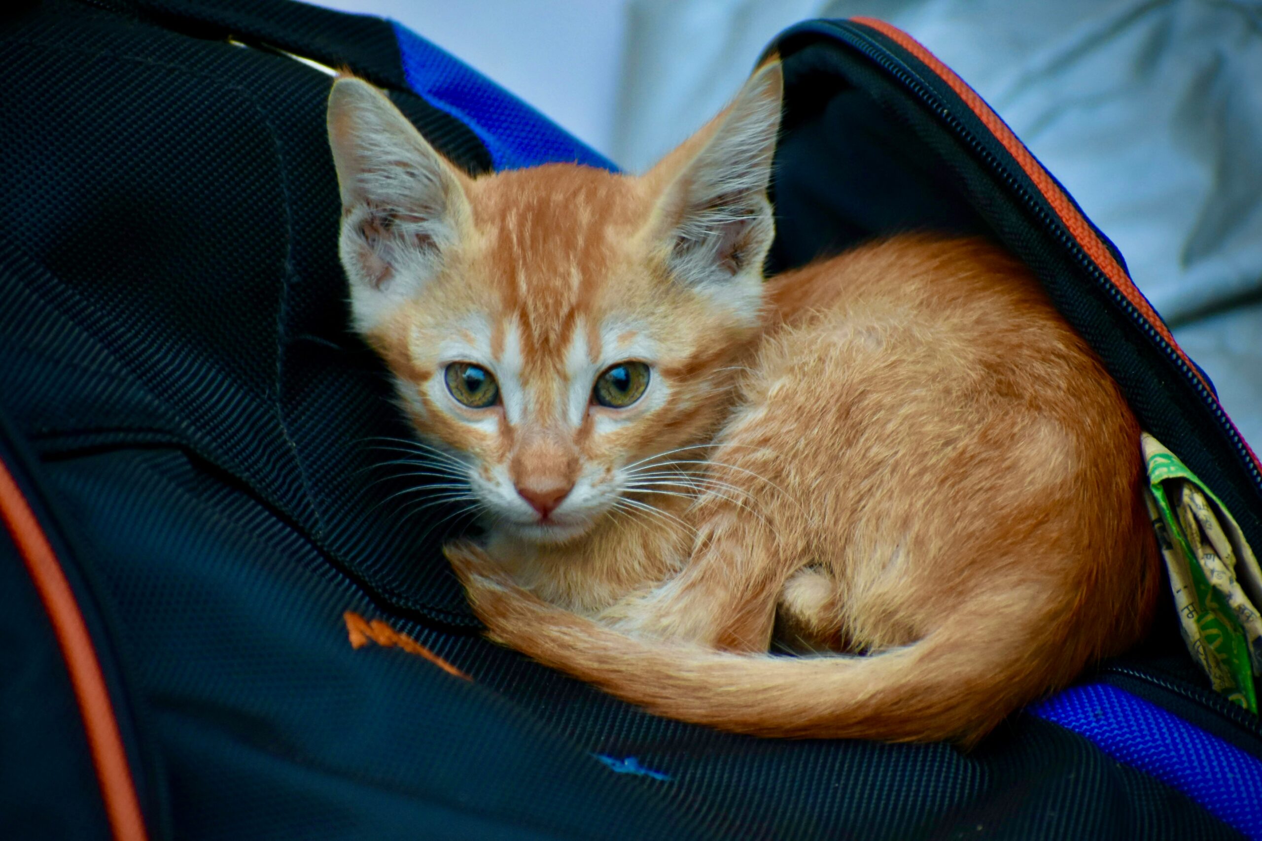 過飛機安檢烏龍！乘客行李中發現活躍橘貓