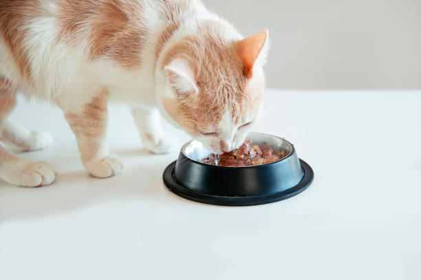貓咪飼料成分密密麻麻超難懂?了解牠們不同的「營養需求」精準挑選! 貓咪飼料成分密密麻麻超難懂?了解牠們不同的「營養需求」精準挑選!