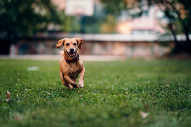 狗狗每天需要多少運動量才健康?幼犬、成犬到老犬的需求大不同! 狗狗每天需要多少運動量才健康?幼犬、成犬到老犬的需求大不同!