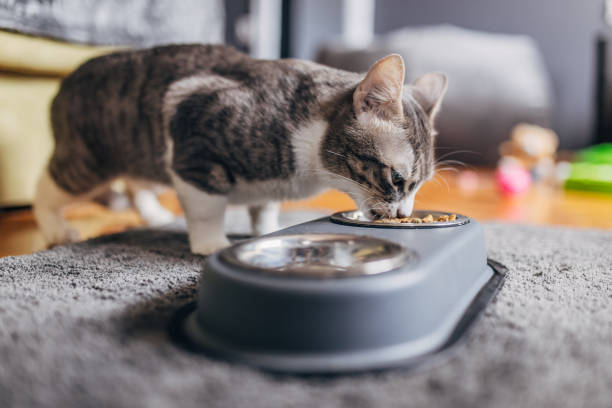 貓飼料內容大解密！「絲蘭、牛磺酸」這些看不懂的成分原來有這功效